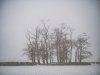 P1050609 Trees and Snow-101.JPG