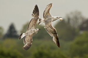 Kleine mantelmeeuw 20170510.jpg