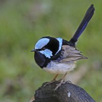 Superb Fairywren m1 FB.jpg