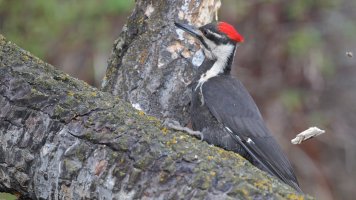 Pileated action12543.JPG