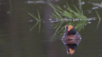 Horned grebe_12710.JPG