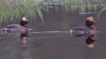 Horned grebes_12728.JPG
