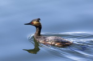 eared grebe 051617.jpg
