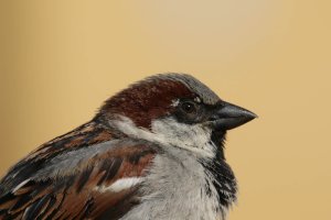sig100-400_fot16.jpg