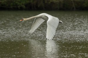 MY8A4023 Swan in flight-101.JPG