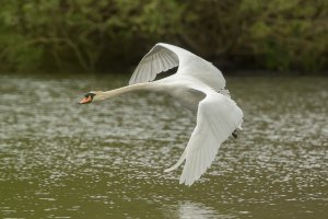 MY8A4023 Swan in flight-103.JPG