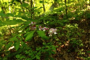 Prickly Locust  1.JPG