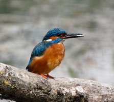 kingfisher+fish_NoExif.jpg