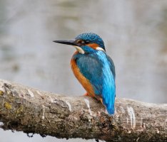 kingfisher_NoExif.jpg