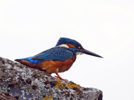 kingfisher_3Q7A0084_DxO_vg.jpg