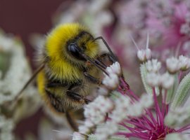 IMG-8468 Bee on Astrantia-101.JPG