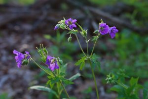Wild Geranium (Geranium maculatum) on Brushy Ridge.JPG