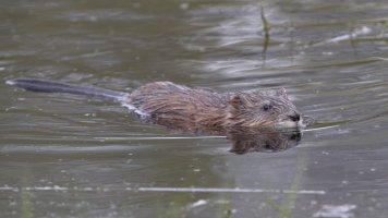 Jerry muskrat_12788.JPG