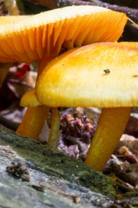 Flower closeup (9 of 9).JPG