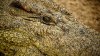 crocodile eye closeup small.jpg