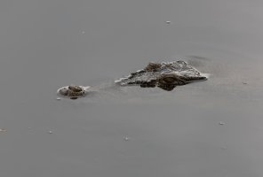 Crocodile_3Q7A1391-DxO_croc.jpg