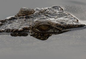 Crocodile_3Q7A1391-DxO_croc.jpg