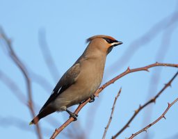 waxwing_3Q7A6591_DxO_vg.jpg