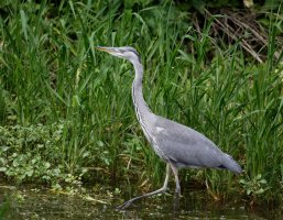 heron_3Q7A0441_DxO_smallCR.jpg
