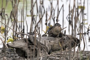 wood duck fam s2.jpg