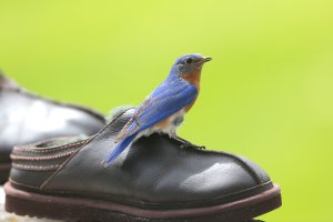 2017-05-29 at 12-04-55.jpg