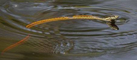 Garter snake_water_s_13858.JPG
