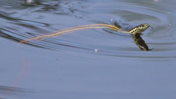 Garter snake_water_13982.JPG