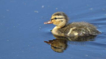 Duckling_14276.JPG
