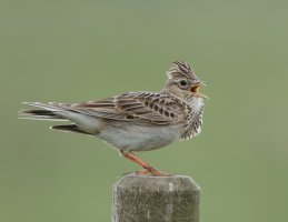 skylark_3Q7A0646_DxO_skylarkcrop.jpg