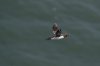 AE919877 - guillemot with fish-101.JPG