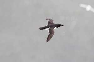 AE910068 - razorbill in flight-101.JPG
