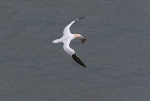 AE910140 Gannet with nesting materian-101.JPG