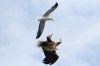 Eagle Gull Confrontation.jpg