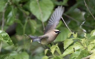 AI0A1899Cedar flight.jpg