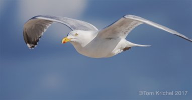 Herring Gull_PTK9557.JPG