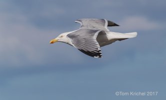 Herring Gull_PTK9600.JPG