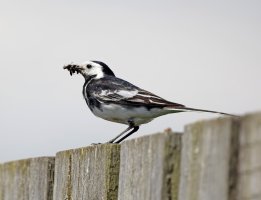wagtail+insects_3Q7A0678_DxO_SH_1vg.jpg