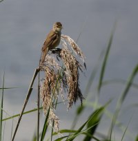 reedwarbler_3Q7A0720_DxO_reedwarbler.jpg