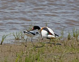 avocet_shelduck_standoff_3Q7A0708_DxO_vg.jpg