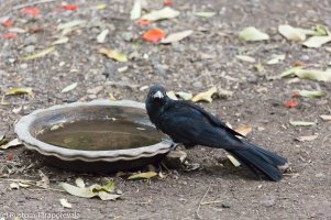 3. Paparazzi with a 5D3 and 100-400 II ponted straight at me!!!.jpg