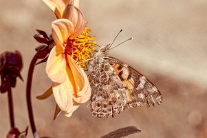 _36A9056_DxO copy copy.jpg