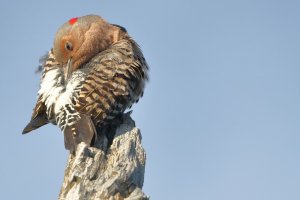 YS flicker preaning_14453.JPG