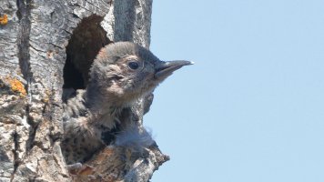 YS flicker baby_14712.JPG