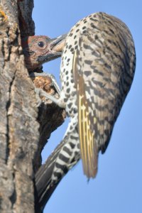 YS flickr feeding_14323.JPG