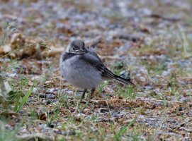 fledgling_piedwagtail_3Q7A1248-DxO_.jpg