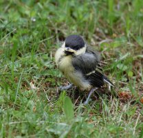 Greattit_fledgling3Q7A1377-DxO.jpg
