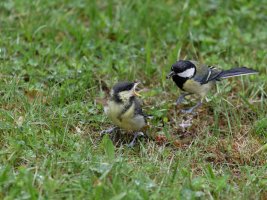 greattit_fledgling_being_fed_3Q7A1386-DxO_reduced.jpg