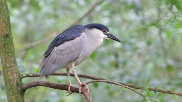 black-crowned night heron.jpg