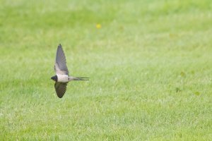 swallow-102.JPG