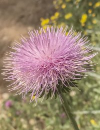 0 Trail Thistle.jpg
